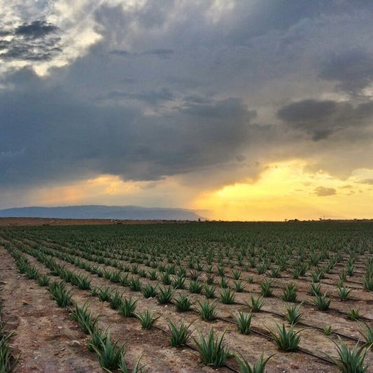 '"The journey from aloe plant to skincare product: behind the scenes"